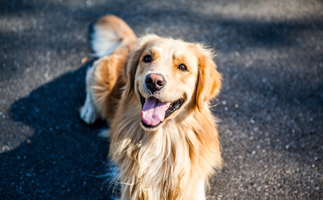 山东临沂，一个村庄的犬界奇迹——年售30万只宠物的背后故事