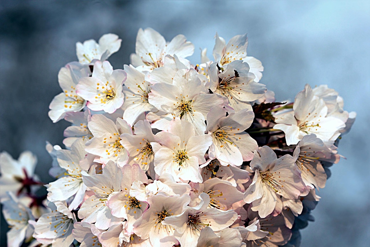 梅花伞下，稳握投资机遇——一探梅花伞股票的春天故事